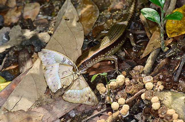 トカゲに食われたテウタイナズマ
