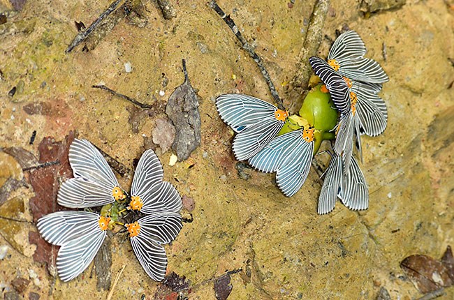 美しい昼行性のヒトリモドキ
