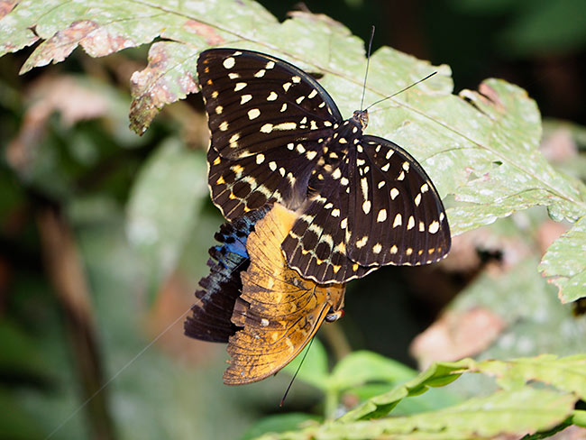 オオイナズマの交尾