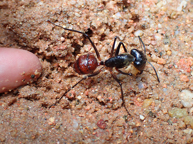 ギガスオオアリ