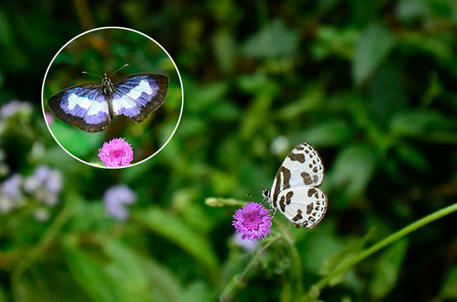 ムラサキサカハチシジミ