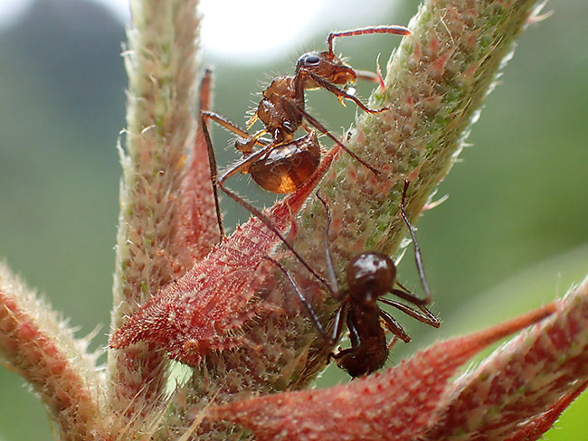 オウシツノゼミの幼虫とアリ