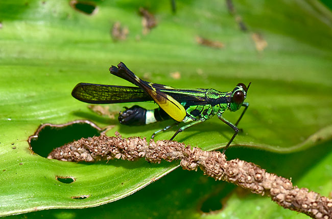 トガリメバッタ