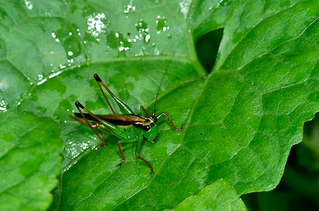 マレーシアのササキリ