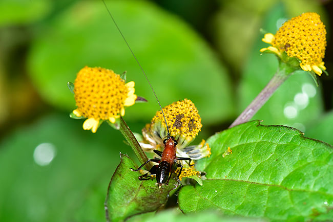ササキリの幼虫