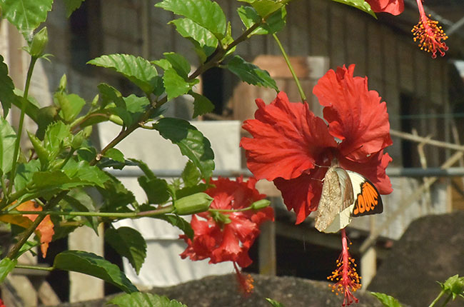 アスリーの村のツマベニチョウ