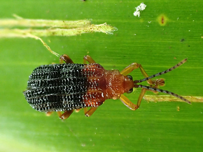 トゲナシトゲハムシ