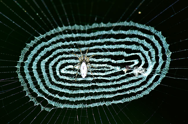 美しいクモの巣