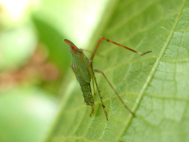 テングスケバの幼虫