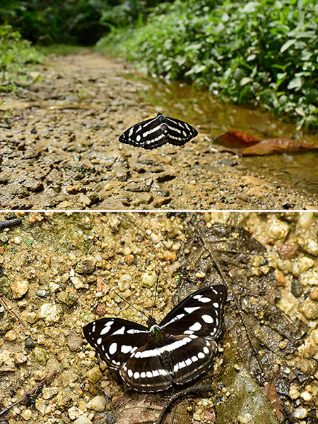 ラリムナミナミイチモンジ