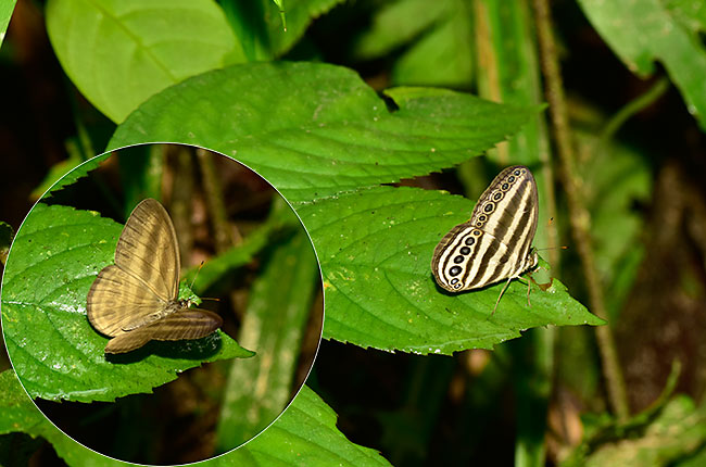 マクタシマジャノメ