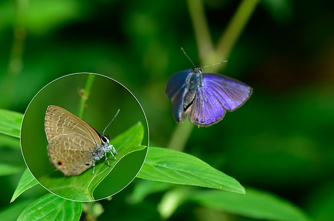 オナシウラナミシジミの飛翔