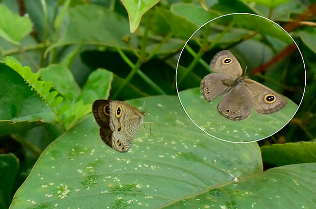 ウラナミジャノメの仲間の飛翔
