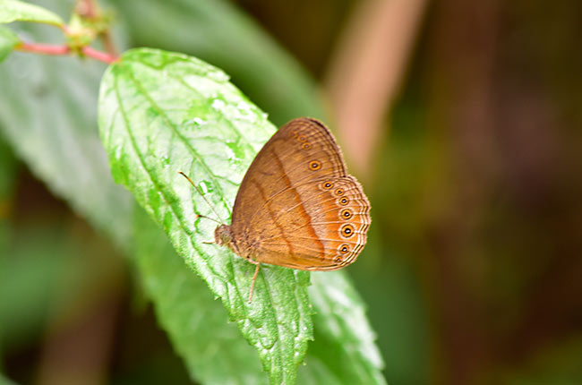 コジャノメの仲間