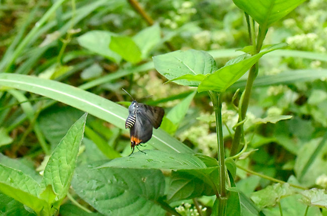セリガキマダラルリツバメの飛翔