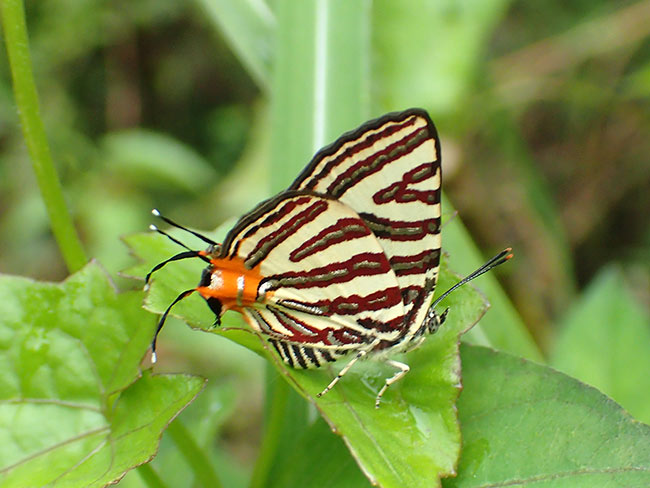 セリガキマダラルリツバメ（オオフタオツバメ）