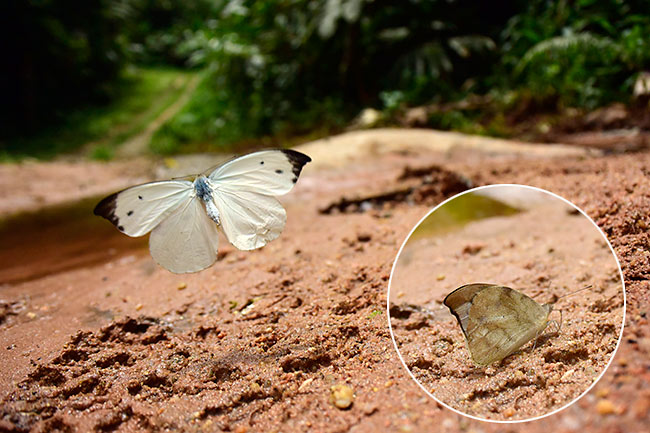クモガタシロチョウの仲間の飛翔