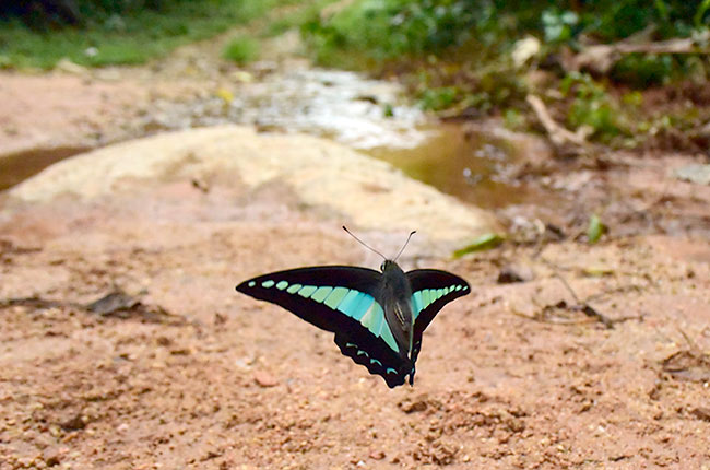アオスジアゲハの飛翔