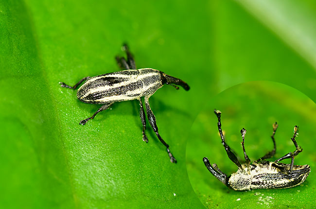 ゾウムシの擬死