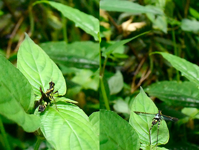 トガリメバッタのジャンプ