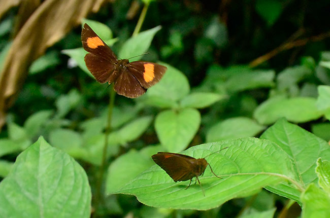 ショウガセセリの仲間の飛翔