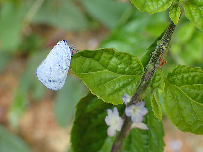 花に似たハゴロモの仲間