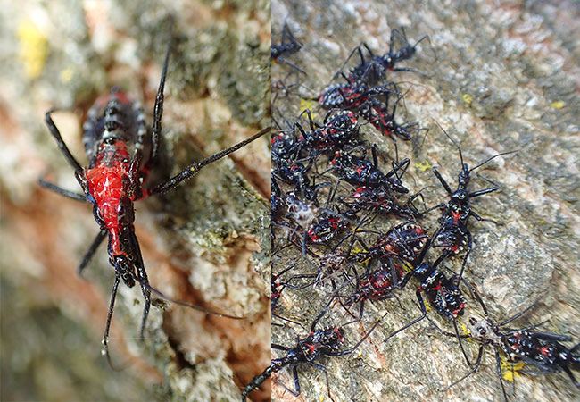 小諸のヨコヅナサシガメ