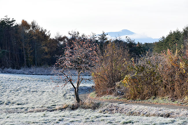 霜の降りた朝