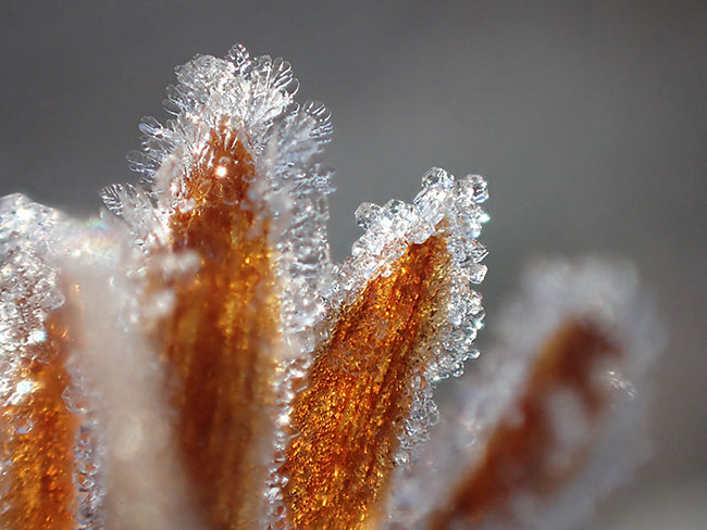 霜をアップで