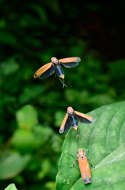 マレーシアのバナナムシの飛翔
