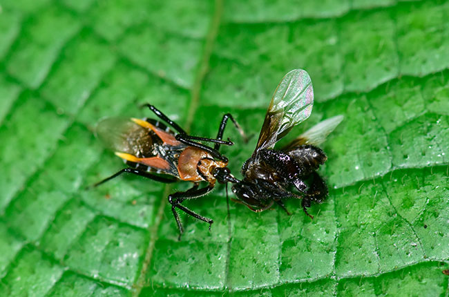 ハリナシバチを捕らえたサシガメ