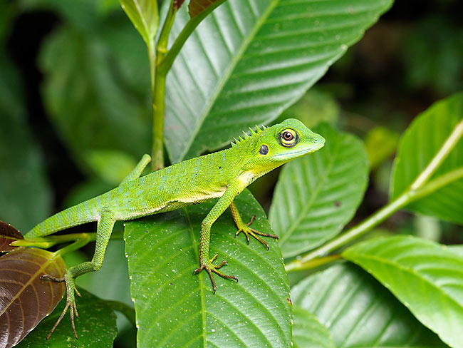 キノボリトカゲ