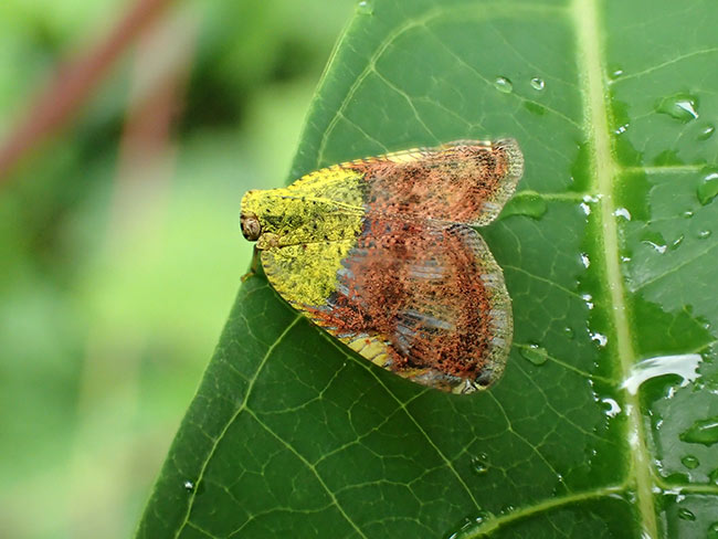 ガに似たハゴロモ
