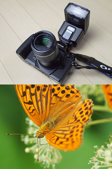 新しいレンズとストロボ