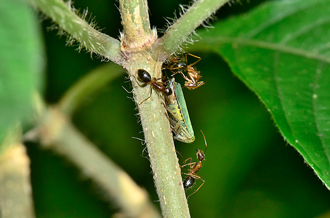 ヨコバイに群がるアリ