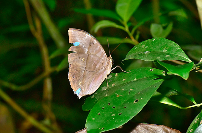 アメチスタストガリバワモンチョウ