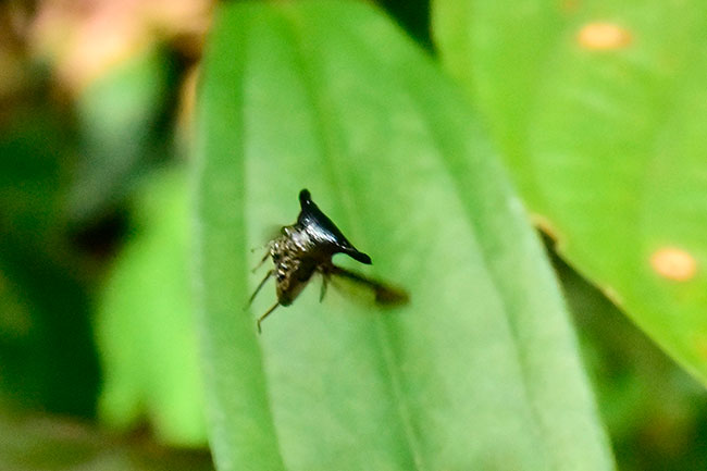 サファイアツノゼミの飛翔