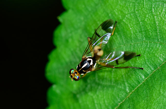 ハチに似たミバエの仲間