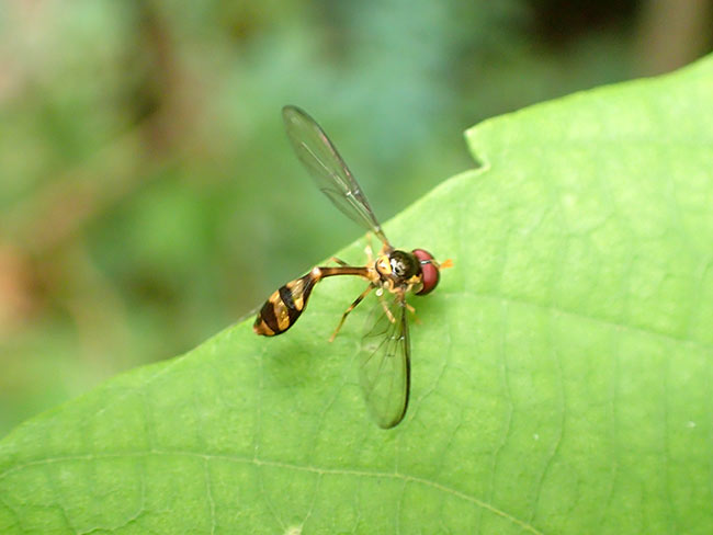 ハチに似たアブ