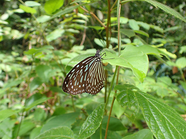 ウスイロアサギマダラの産卵