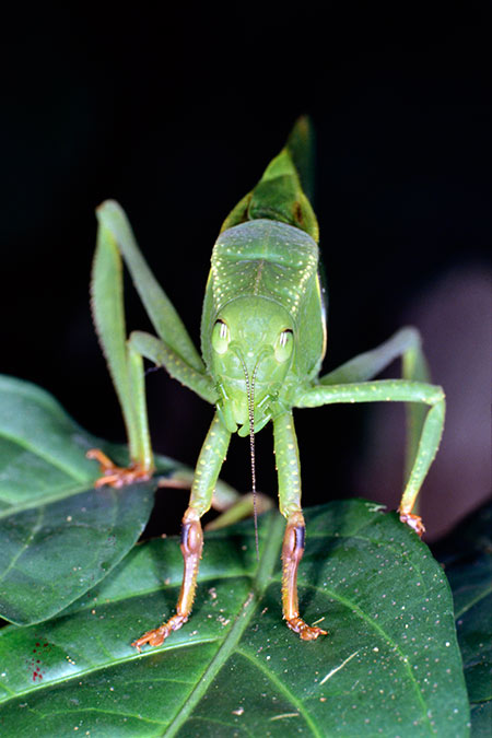 今年使ったカメラ