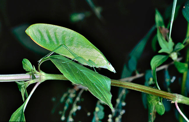 ツノコノハギスの仲間