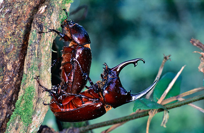 ケンタウルスオオカブト