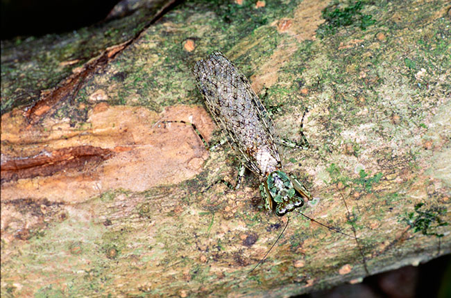 キノカワカマキリ