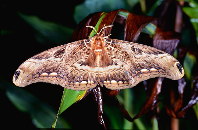 イボタガのようなヤママユ