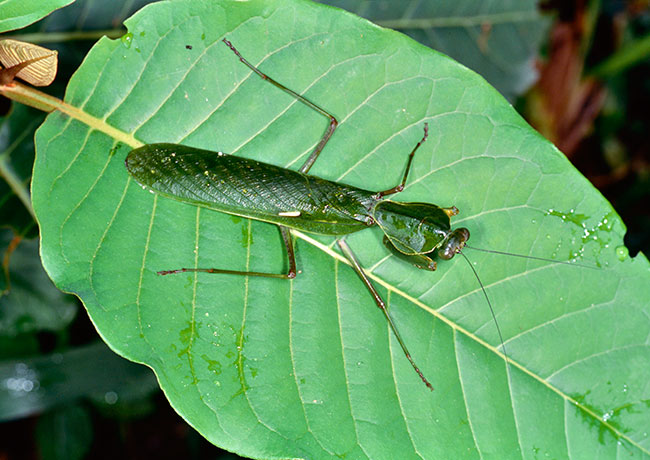 アフリカマルムネカマキリ