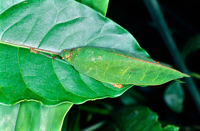 ヒラタツユムシの擬態