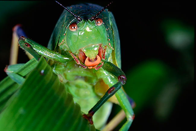 ヒラタツユムシの仲間の顔