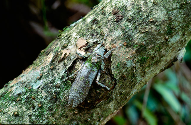 木の幹に似たツユムシ