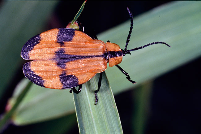 ベニボタルの仲間